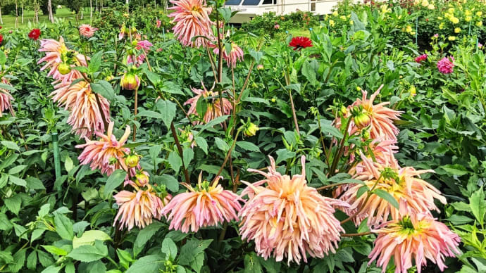 ダリアとレンゲショウマと札幌軟石と。~百合が原公園〜