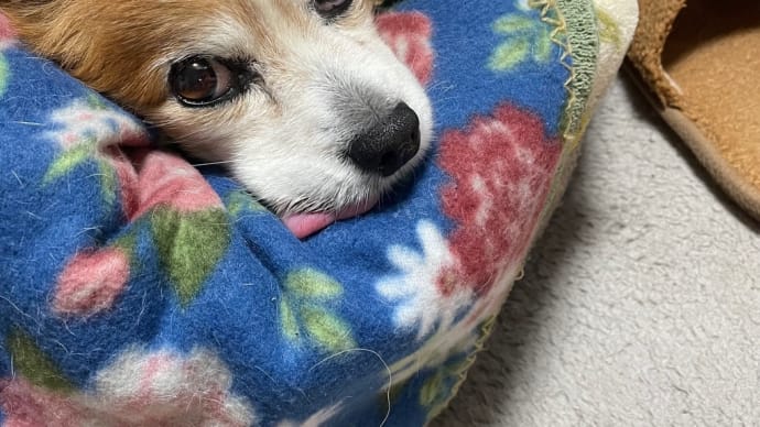 日替り