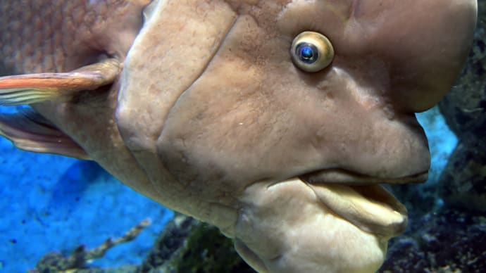 魚が近いマリンピア日本海