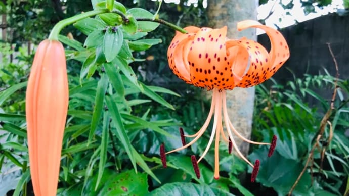 庭の花、畑のグリーン