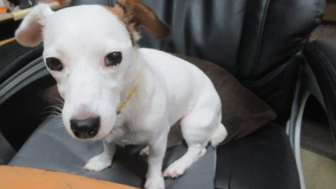 21/09/25 犬の幼稚園BuddyDog