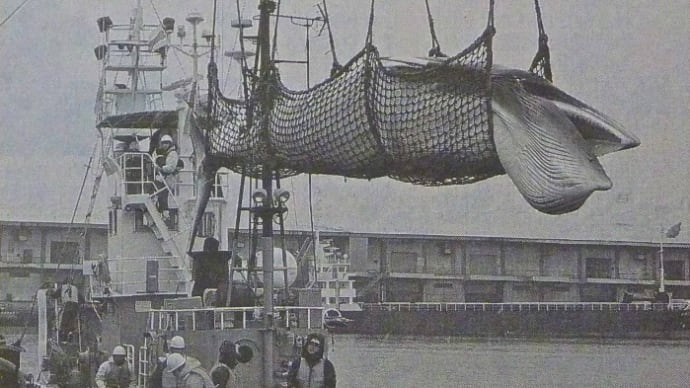 ≪釧路沖で春季調査捕鯨(ミンククジラ)初水揚げ(11年)≫