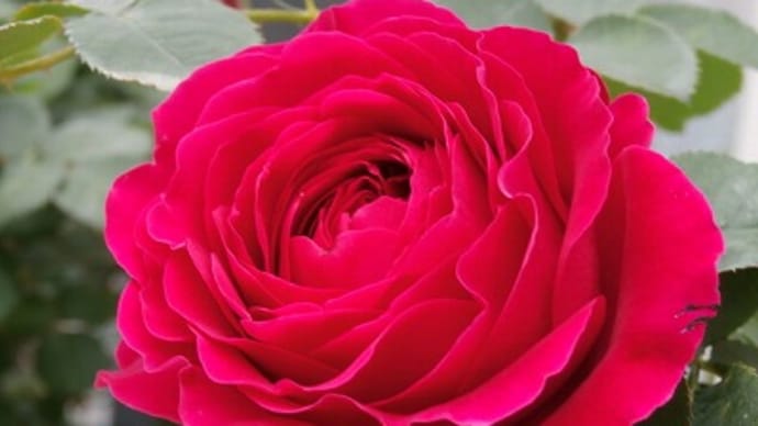 赤い薔薇ってやっぱり薔薇らしい♬今年は何でも早め。薔薇ジャム作りました！