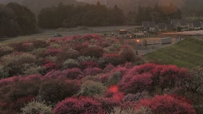 いなべ梅林公園3・21の夕景