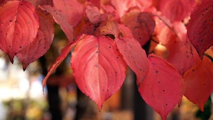 ★紅葉が足早に去って行く 🍂 立ち止まれ信号待ち🚥 2024