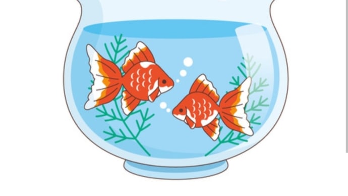 おうちアクアリウム°・🐠