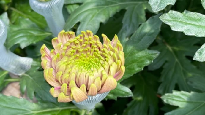 今日の一番花