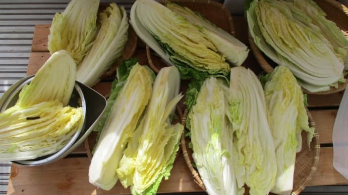 「白菜漬け」を作った。 20kgの重石を載せて浸かるのが楽しみです