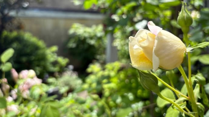 花が咲く時 ③ 〜光ある庭で〜