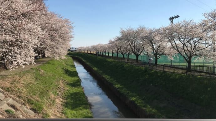 新潟市南区ピアノ・リトミック　春の風景
