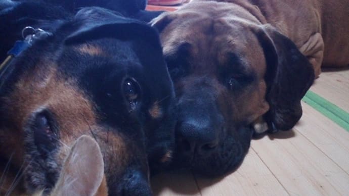 ハッシュタグ 保護犬 土佐犬 里親募集中 Goo Blog Gooブログ ハッシュタグ 保護犬 土佐犬 里親募集中 Goo Blog Gooブログ