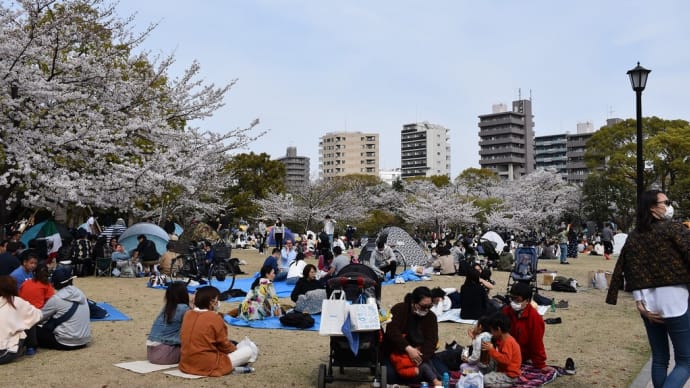 さくら狩り 東京都墨田区 隅田公園(2)密ですぅ~