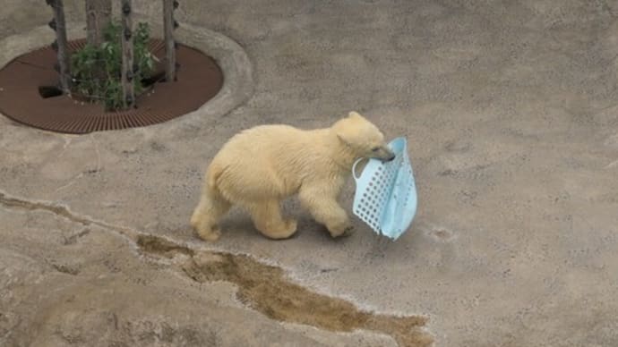 7月の4枚 「シロクマのゆめちゃん」