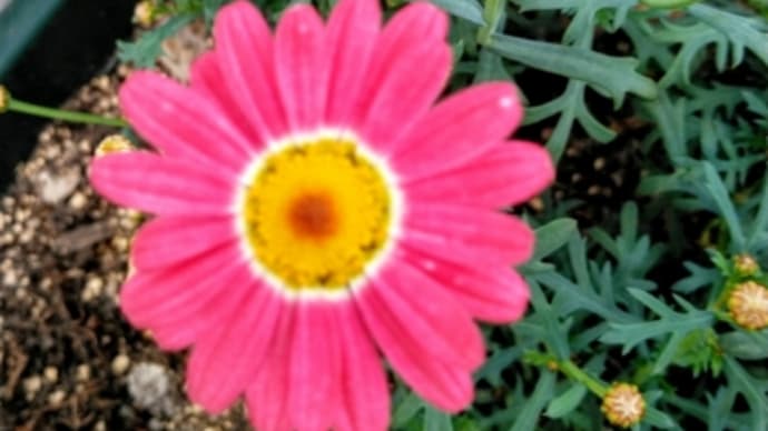 転ばせられた石は投げてやる!(笑)