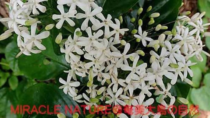 ギョクシンカの花
