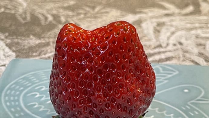 🐱猫いちご🍓´_` & ♨お風呂