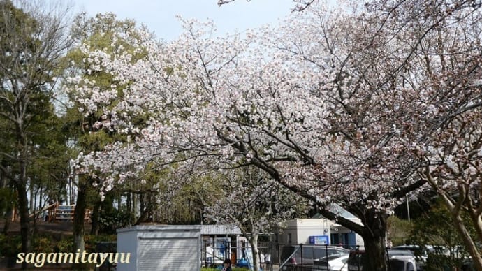 「相模原麻溝公園」は「桜」と「ハナモモ」が競演中!!