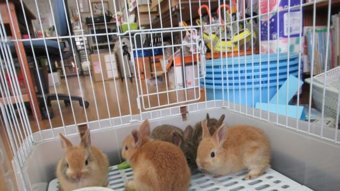 うさぎが生まれました