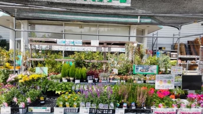 花の植え替え
