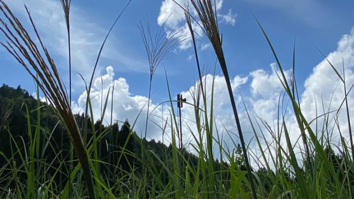 久しぶりに良いお天気☀️昨夜は綺麗な星空でした✨🤩✨