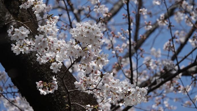 鶴ヶ島🌸桜まつりへ