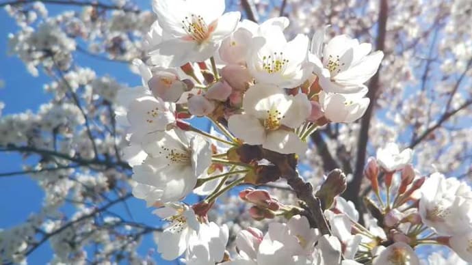 しあわせな5分