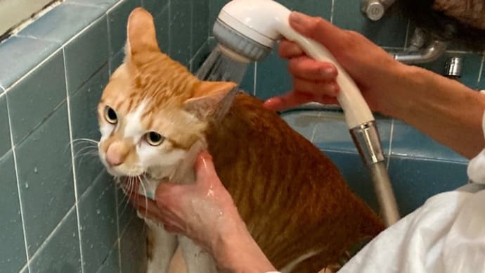 4月19日 猫洗いしました