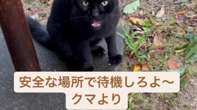 猫活記録_φ(・_・