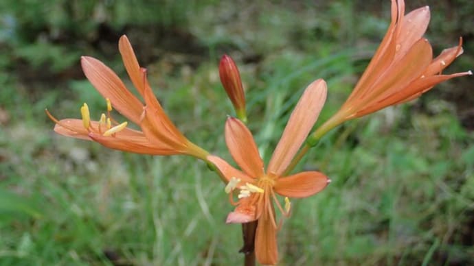 キツネノカミソリの群落