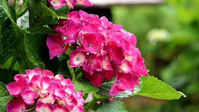 咲き始めた庭の紫陽花 雨上がり