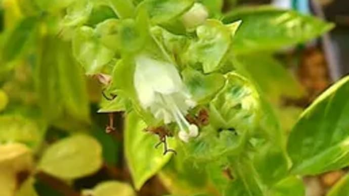 十月 秋 ー 庭の花 ー バジル コリウス ガザニア 仕舞い