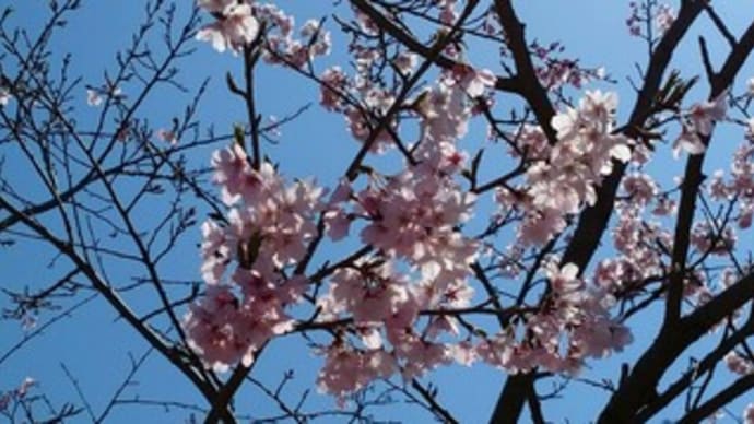 荘川桜