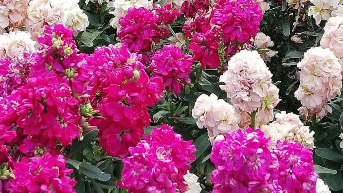 天使様に聞いてみた