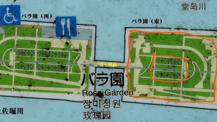 中之島バラ園 バラ園(東) 周辺部