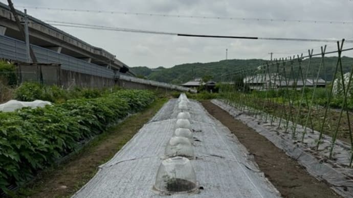 スイカを植え付けました