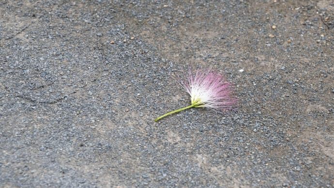 ネムノキの花のピークを逃した