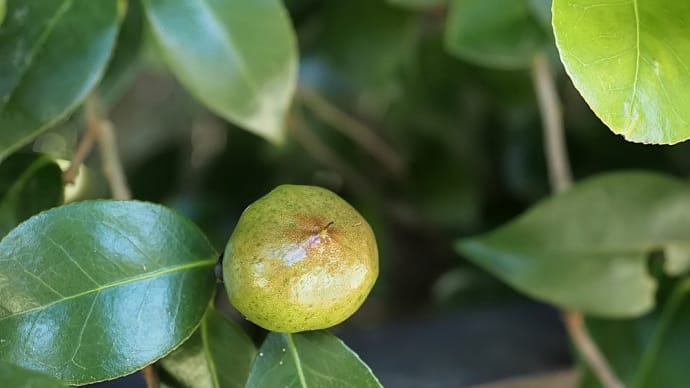 ★椿の実・豆柿・アオツヅラフジの実 2022