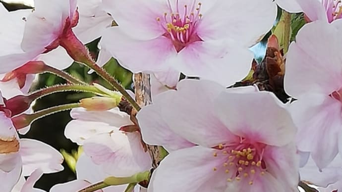 さん密