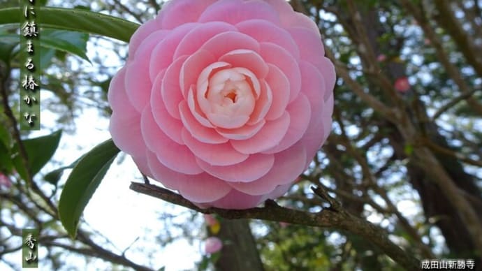 真言の寺に鎮まる椿かな