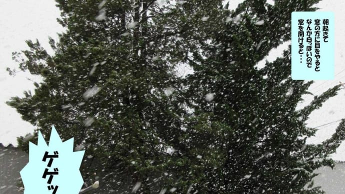雪でした。。。！！