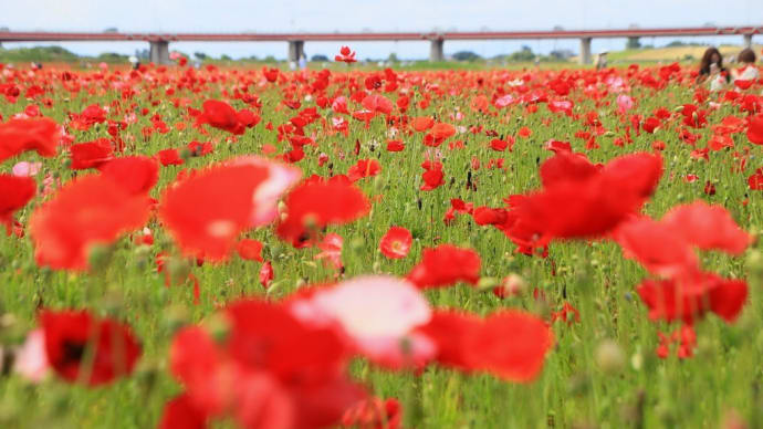 花まつり・ポピー畑にて撮影 ♪♪
