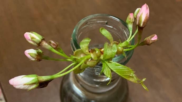 オサンポ walk - 植物plant: 小枝のさくら a short branch of Sakura