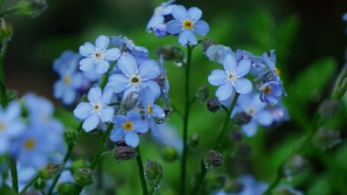●我が家の4月の花(13) 雨のしずく ワスレナグサ ミヤマオダマキ のとキリシマ スズラン アマドコロ ミヤコワスレ