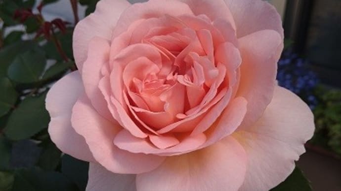 バラ メルヘンツァウバーとクリスティアーナの開花