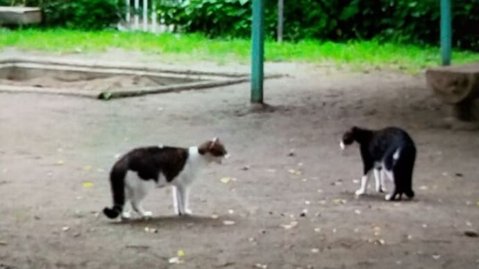 ホトグラフィー