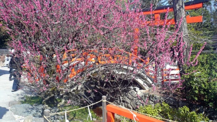 京都：下鴨神社「光琳の梅」