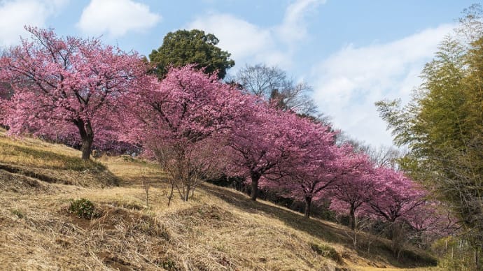稲城丘陵に咲く桜
