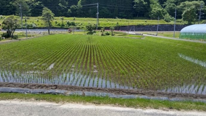 □6月発送□特別栽培米□