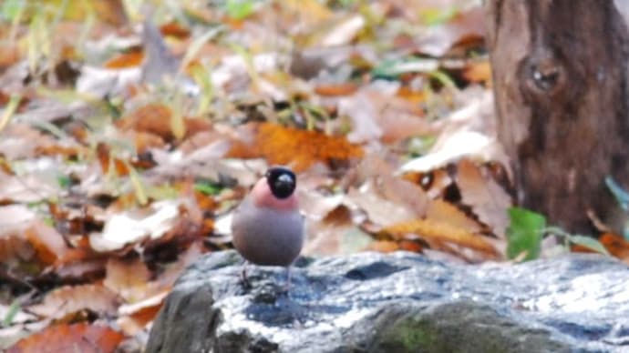 ウソも来た