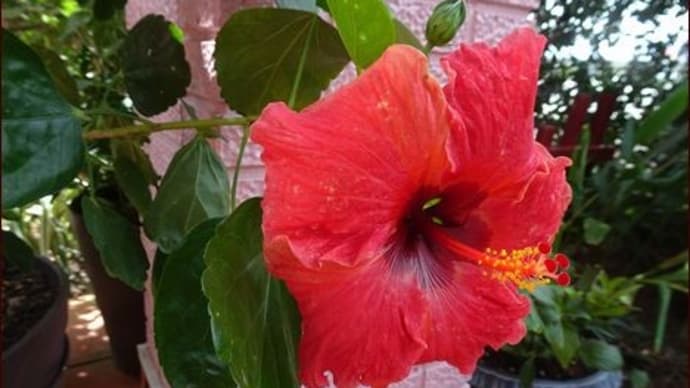 強風被害★夢の世界で過ごす★寄せ植え材料